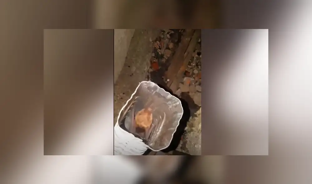 YouTube viral: escucha extraños ruidos en tubería, se asoma y descubre un extraño ‘visitante’ que genera ternura en miles YouTube viral: escucha extraños ruidos en tubería, se asoma y descubre un extraño ‘visitante’ que genera ternura en miles