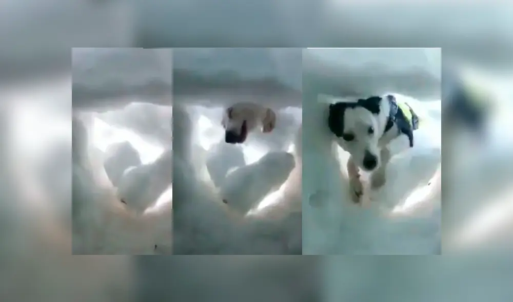 Video es viral en YouTube. El hombre sacó su celular para grabar su despedida, pero de pronto notó que alguien removía la nieve con sus ‘patitas’ y se acercaba a lamerle la cara para mantenerlo caliente. Foto: Captura.