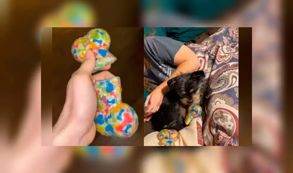 Desliza las imágenes para ver la furiosa reacción que tuvo un perro al ver su juguete favorito destruido. Foto: ViralHog Desliza las imágenes para ver la furiosa reacción que tuvo un perro al ver su juguete favorito destruido. Foto: ViralHog