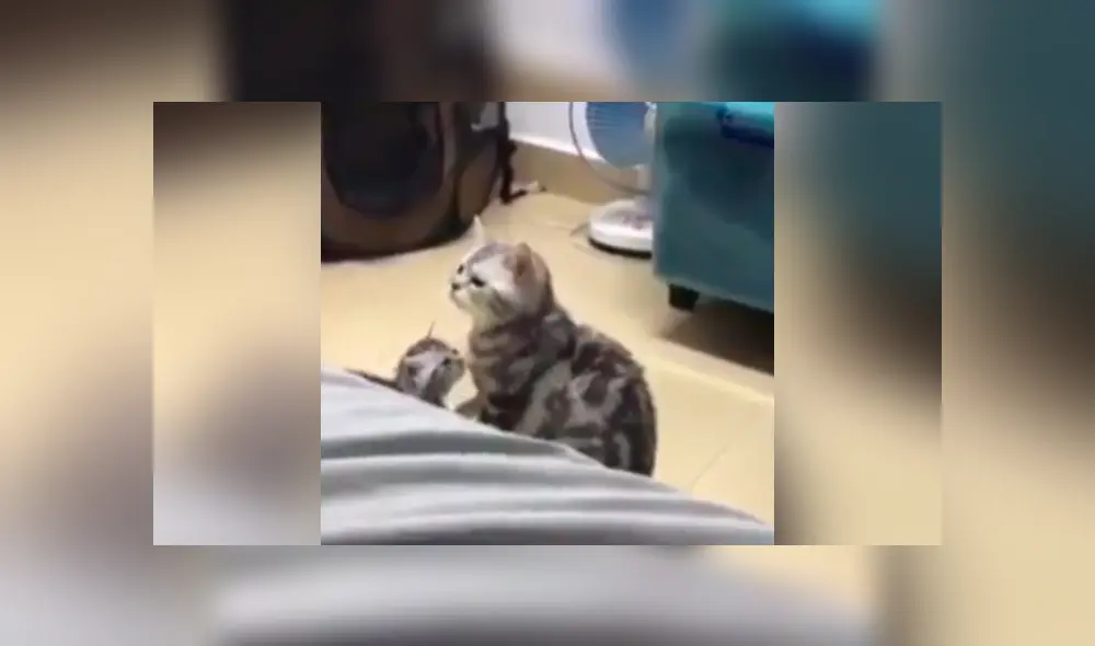 Facebook viral: Gatita se olvida de su cría y queda espantada al verla [VIDEO]