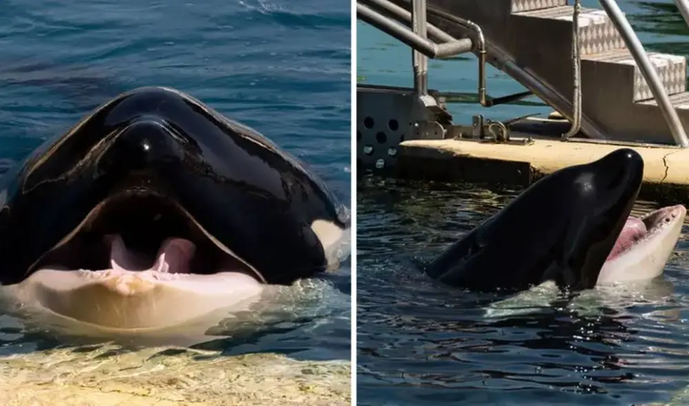 La orca sufrió durante varias horas tras haber perdido sus dientes. Foto: Facebook/One Voice