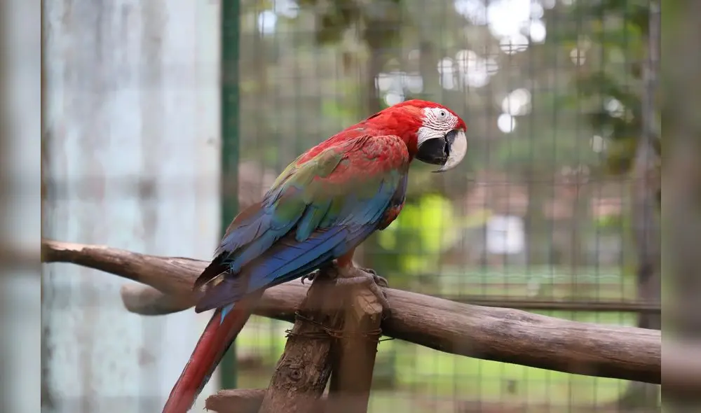 Conoce el Parque Natural de Pucallpa, un zoológico en medio de la selva [FOTOS]