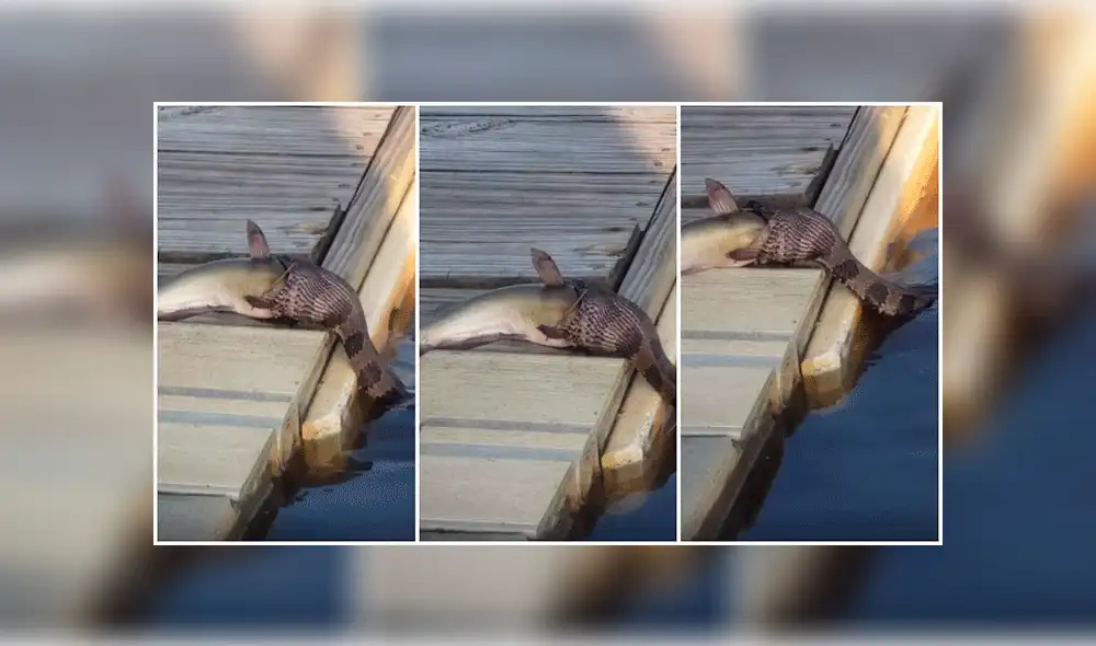 Facebook viral: Serpiente intenta devorar a pez mucho más grande y deja a miles en shock [VIDEO]