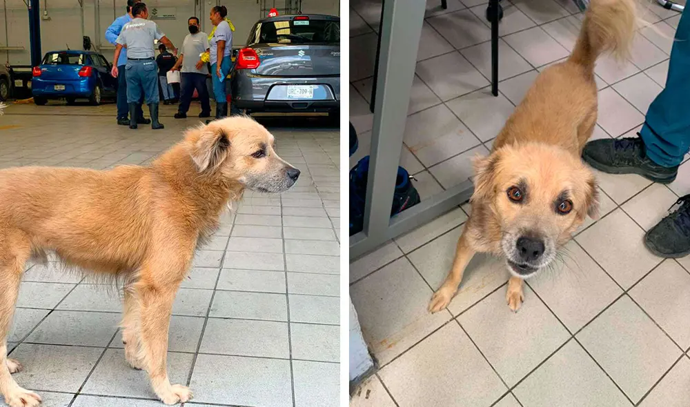 Desliza las imágenes hacia la izquierda para conocer la historia de un perro callejero bautizado como ‘El Firus’. Foto: Suzuki Kabah Cancún.