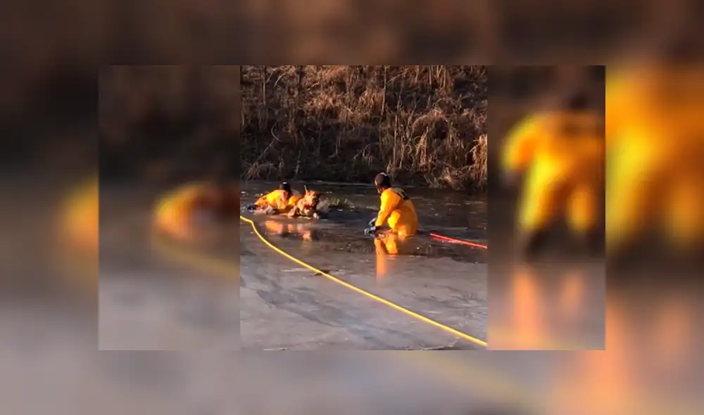 En Facebook, un grupo de bomberos ayudó a un indefenso perro que cayó a un lago congelado.