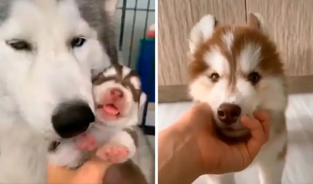 Desliza las imágenes para ver el crecimiento de un cachorro siberiano desde que nació hasta cumplir meses. Foto: captura de Facebook