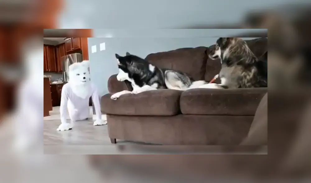 Vía Facebook. Hombre quiso sorprender a sus perros vistiéndose como una de ellos, pero fue él quien se llevó una sorpresa con la peculiar conducta de uno de sus canes. Vía Facebook. Hombre quiso sorprender a sus perros vistiéndose como una de ellos, pero fue él quien se llevó una sorpresa con la peculiar conducta de uno de sus canes.