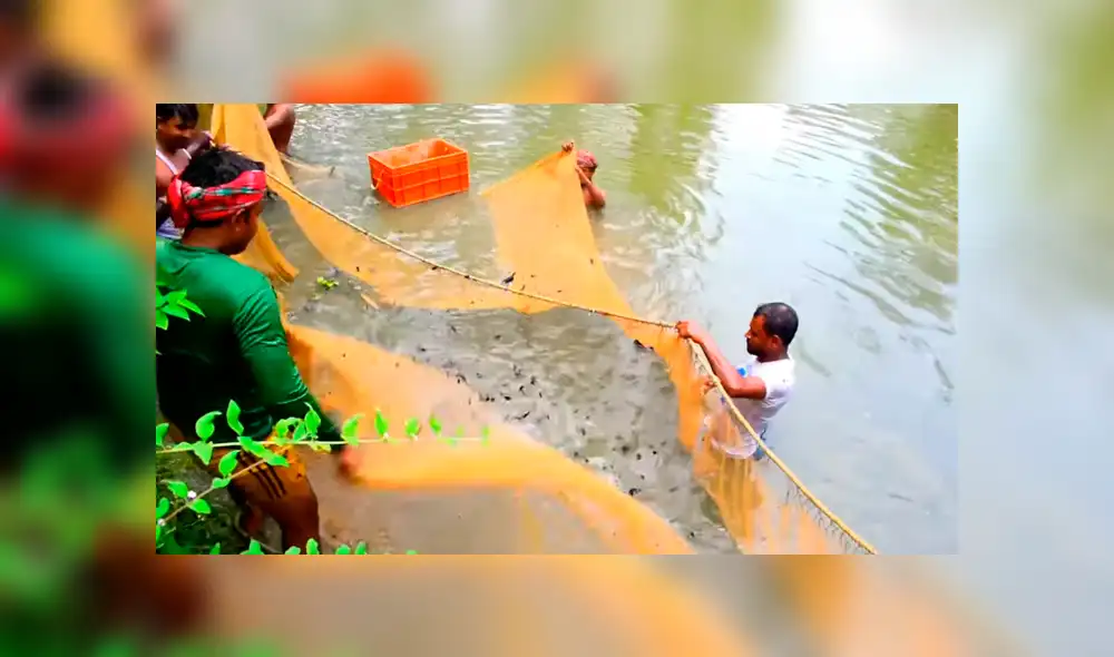 YouTube viral: arrojan enorme red en profundo lago y miles de misteriosas criaturas emergen YouTube viral: arrojan enorme red en profundo lago y miles de misteriosas criaturas emergen