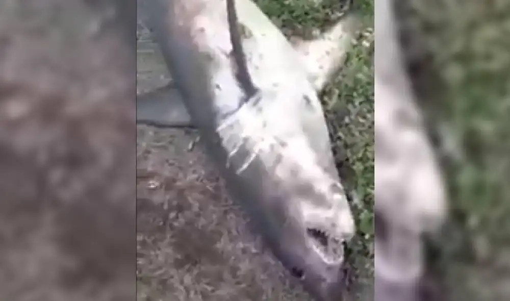 Las imágenes muestran a un escualo muerto en las orillas de un río de Rusia. Foto: YouTube/Captura/RT en Español Las imágenes muestran a un escualo muerto en las orillas de un río de Rusia. Foto: YouTube/Captura/RT en Español