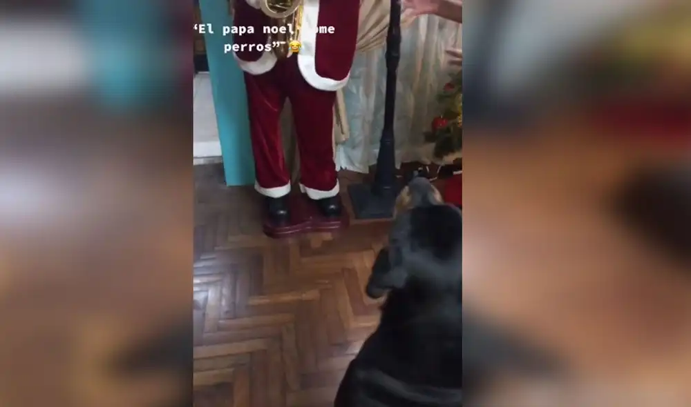 Desliza las imágenes para conocer más detalles sobre esta graciosa escena que se hizo viral en redes sociales. Foto: captura de TikTok