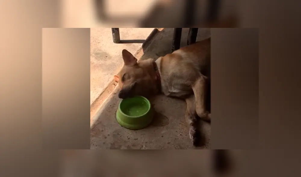 Cree que su perro ha muerto, se acerca y lo descubre en perezosa escena [VIDEO] 