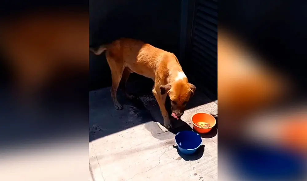 Desliza las imágenes para conocer el noble gesto que tuvo un joven al toparse con un indefenso perro en la calle. Fotocaptura: Facebook/ TikTok.