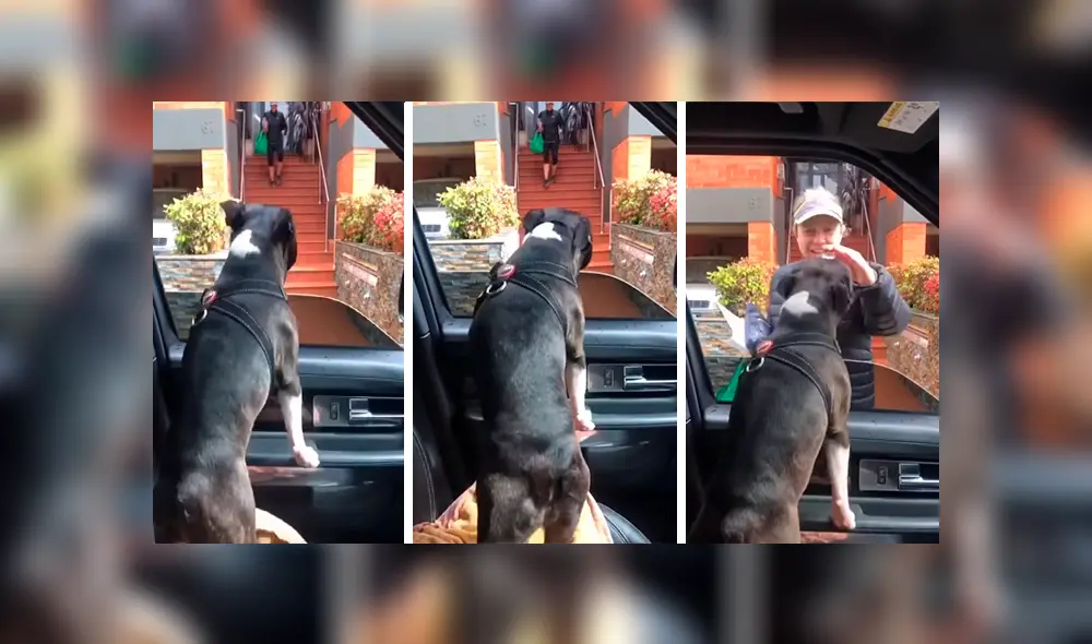 En Facebook, un perro llamó la atención de sus cuidadores por sus singulares movimientos al demostrar su emoción. En Facebook, un perro llamó la atención de sus cuidadores por sus singulares movimientos al demostrar su emoción.