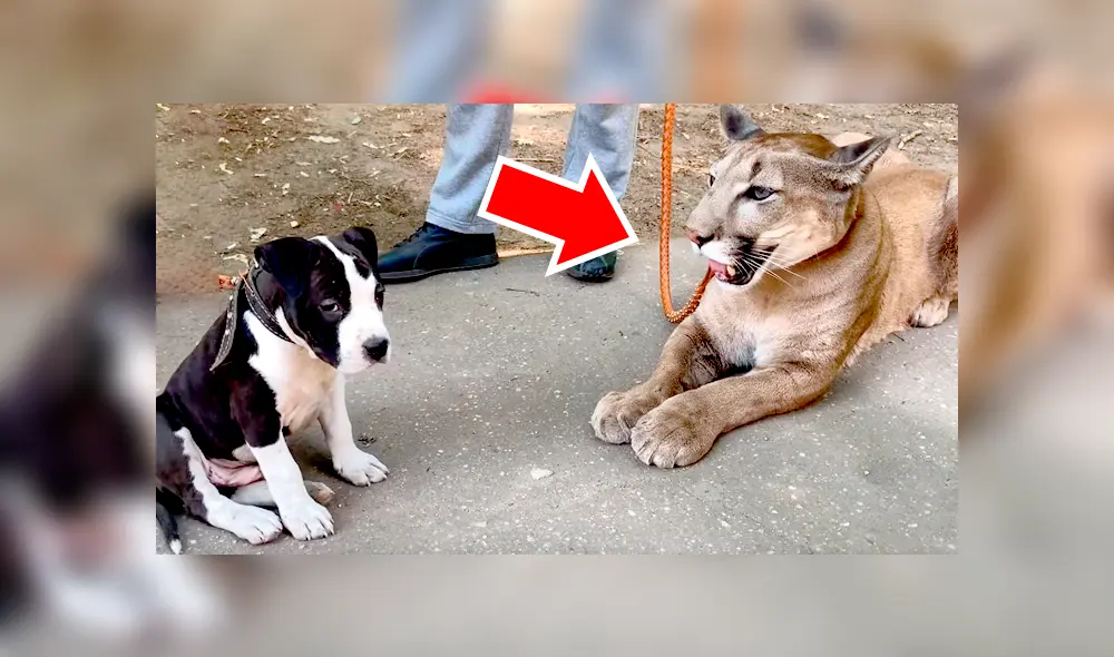 Un pequeño perro ingresa al recinto de peligroso puma. Un pequeño perro ingresa al recinto de peligroso puma.