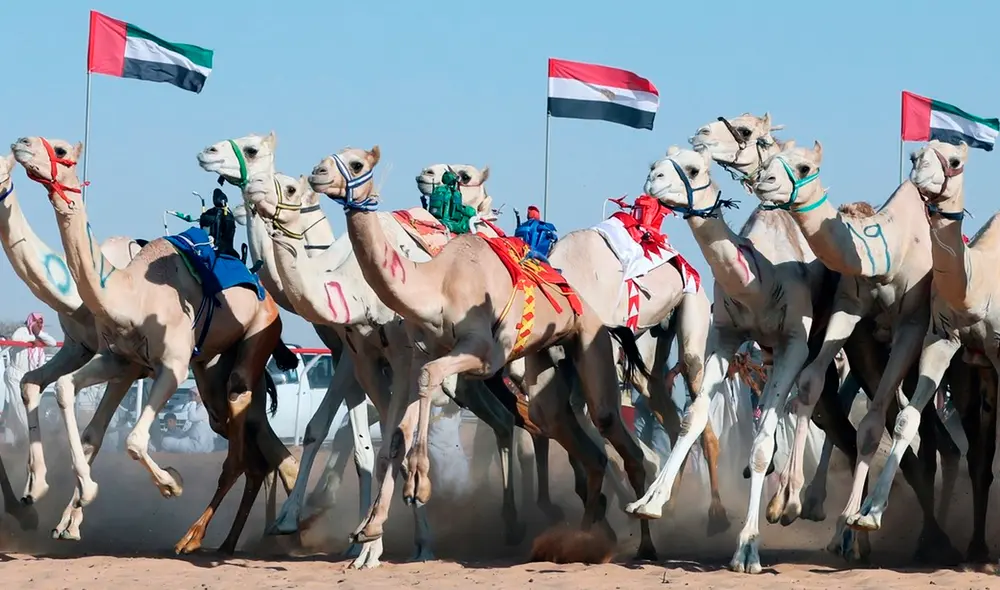 La carrera de camellos es el deporte nacional de Qatar. Foto: EFE/referencial