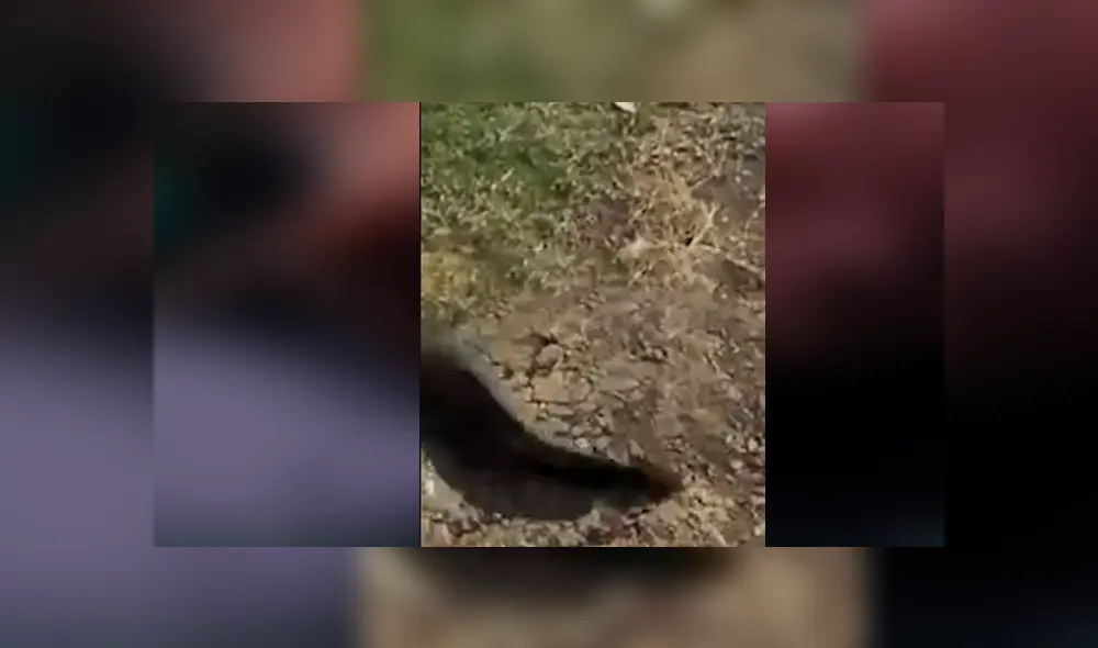 Desliza hacia la izquierda para ver al misterioso pez que se ha vuelto viral en Facebook. Desliza hacia la izquierda para ver al misterioso pez que se ha vuelto viral en Facebook.