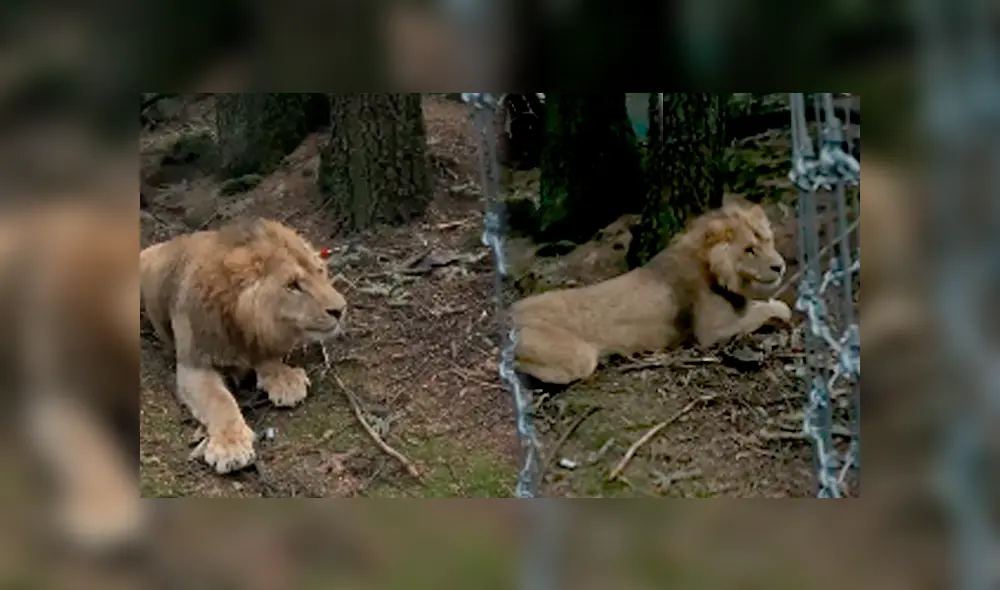 El video viral de Facebook registró el momento en que un grupo de expertos en la caza luchan para atrapar a un feroz león. El video viral de Facebook registró el momento en que un grupo de expertos en la caza luchan para atrapar a un feroz león.