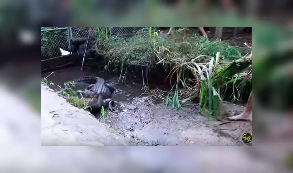 Desliza hacia la izquierda para ver el encuentro de un cuidador del zoológico con un feroz cocodrilo. Video es viral en YouTube. Desliza hacia la izquierda para ver el encuentro de un cuidador del zoológico con un feroz cocodrilo. Video es viral en YouTube.