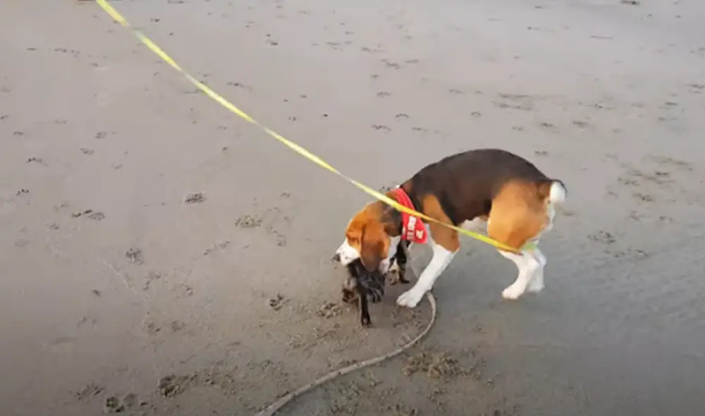 Desliza hacia la izquierda para ver las imágenes del video viral. Foto: captura de Facebook. Desliza hacia la izquierda para ver las imágenes del video viral. Foto: captura de Facebook.