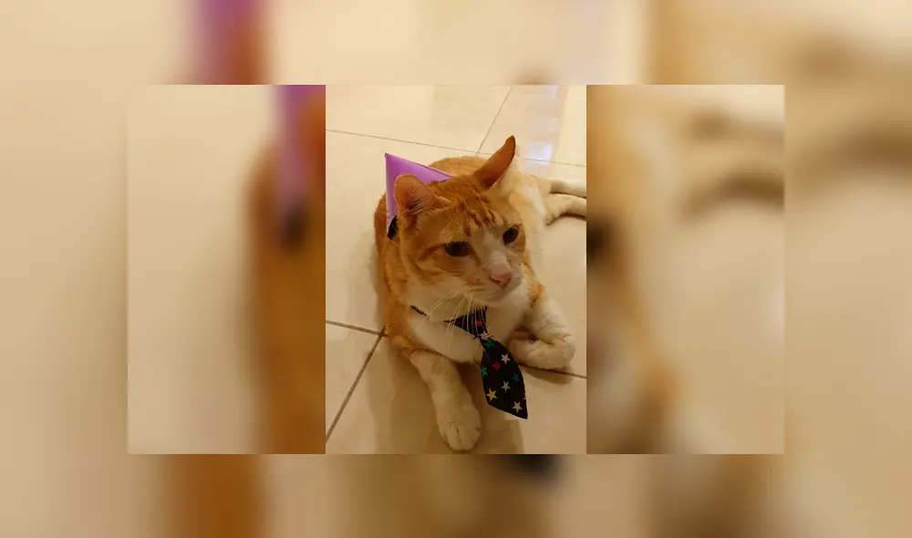 Desliza a la izquierda para verla fiesta que ha conquistado a los usuarios de Facebook. Foto: Twitter. Desliza a la izquierda para verla fiesta que ha conquistado a los usuarios de Facebook. Foto: Twitter.