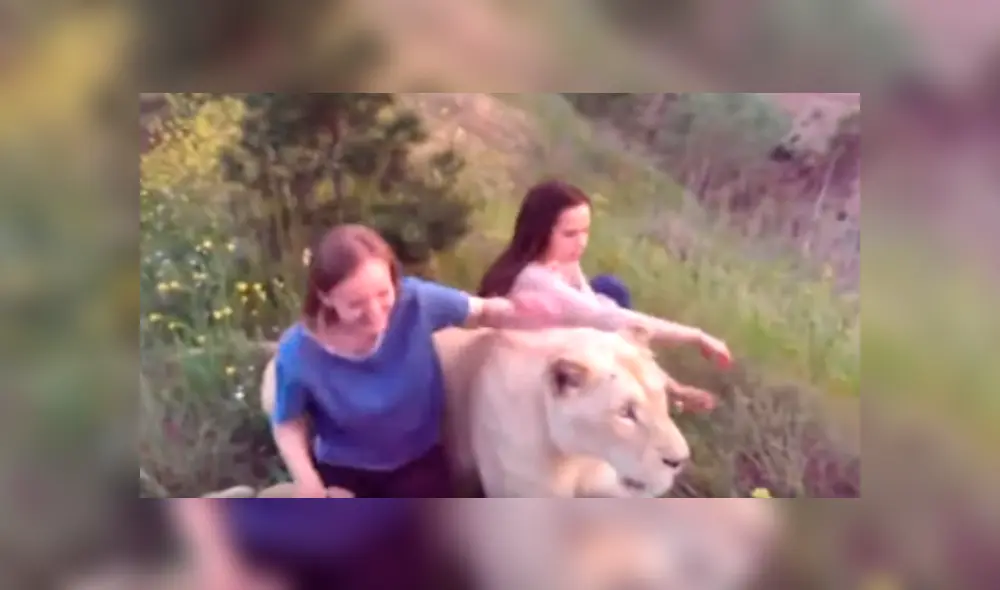 Dos turistas ingresaron a recinto de leona para tomarse fotografías. Dos turistas ingresaron a recinto de leona para tomarse fotografías.