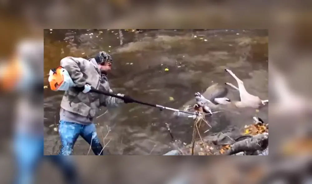 Los venados estaban a punto de ahogarse dentro de un arroyo, por lo que uno de los hombres debió usar rápidamente la motosierra. Foto: captura. Los venados estaban a punto de ahogarse dentro de un arroyo, por lo que uno de los hombres debió usar rápidamente la motosierra. Foto: captura.