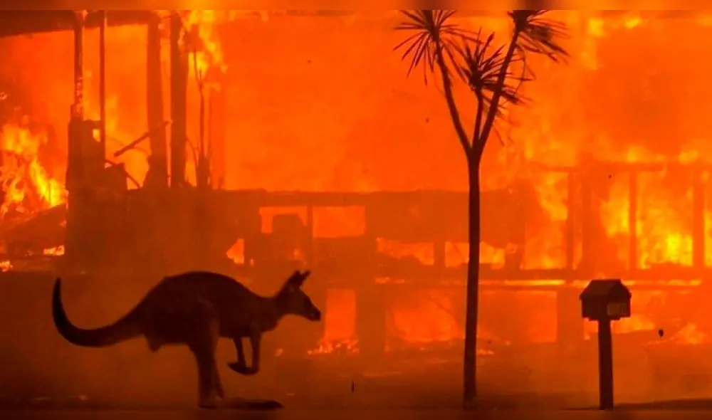 BLACKPINK: Rosé en Instagram y pide ayuda a animales afectados en incendios de Australia