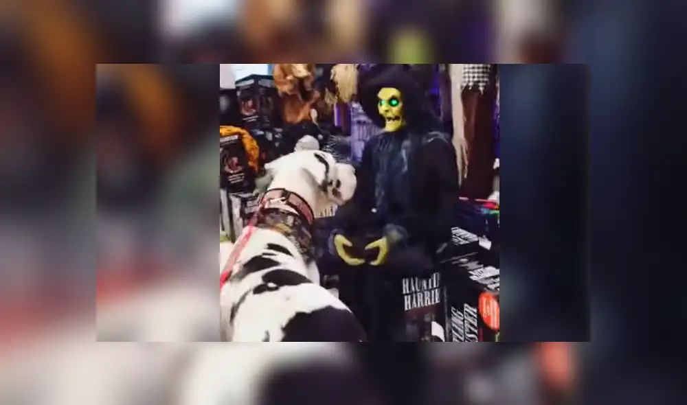 YouTube: Perro encuentra aterradora "criatura" y tiene el susto de su vida