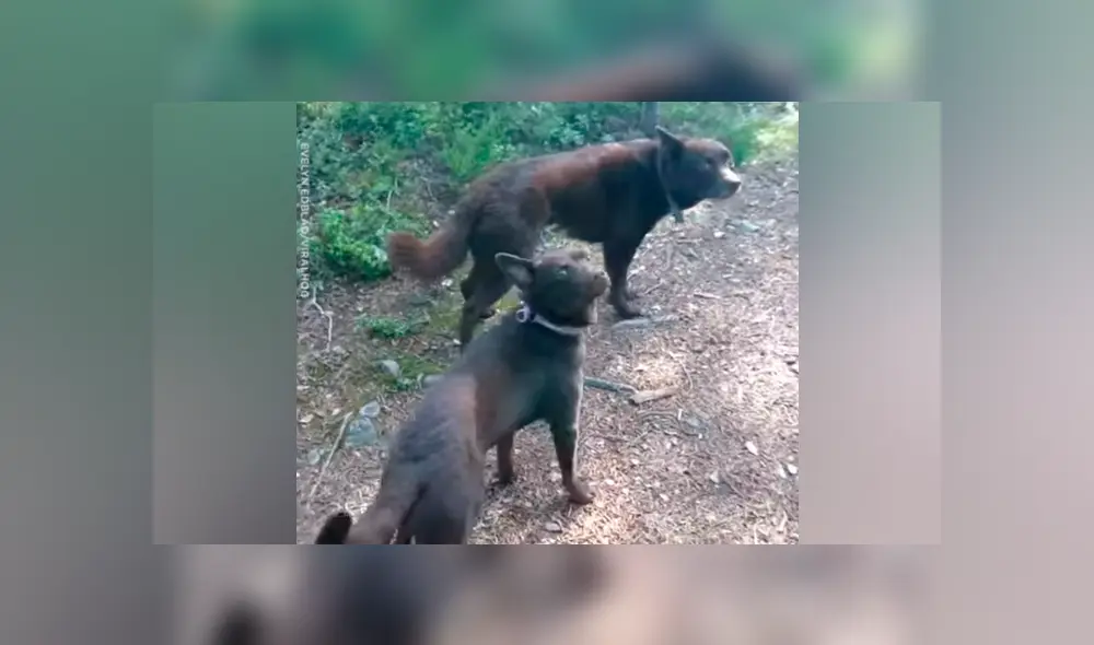 Turista despistado descubre extrañas ‘estatuas’ caninas y queda asustado al conocer la verdad [VIDEO]