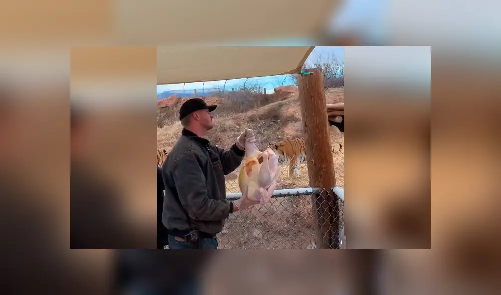 Desliza hacia la izquierda para ver la reacción de los tigres en el video viral de YouTube. Desliza hacia la izquierda para ver la reacción de los tigres en el video viral de YouTube.