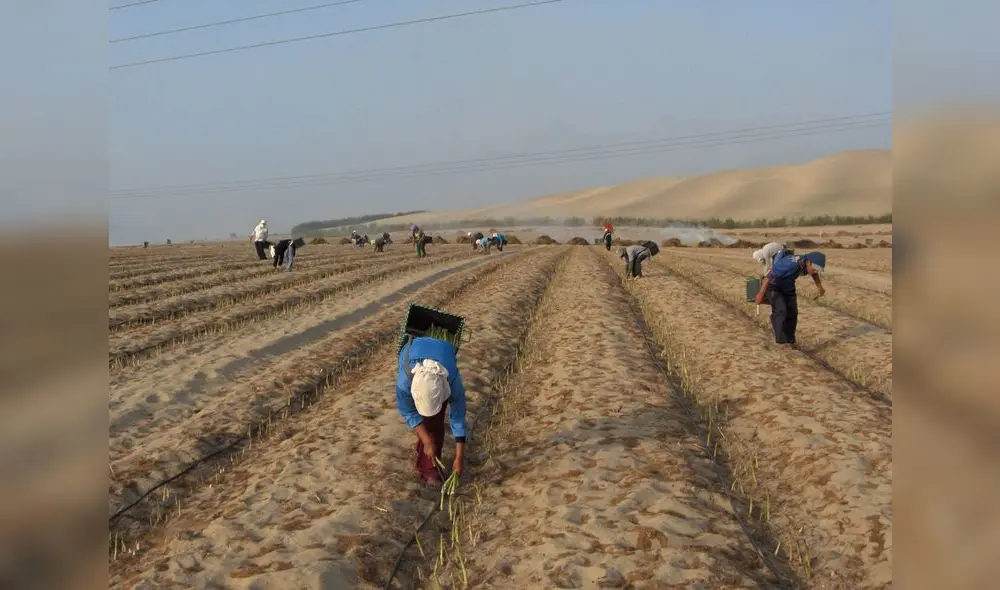 TRABAJADORES EN TIERRAS DE CHAVIMOCHIC