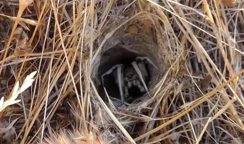 Desliza hacia la izquierda para ver las imágenes del video viral. Foto: captura de Facebook.