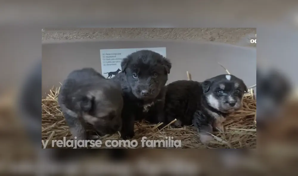 Desliza hacia la izquierda para ver el conmovedor rescate de los perros que se viralizaron en Facebook. Foto: Captura. Desliza hacia la izquierda para ver el conmovedor rescate de los perros que se viralizaron en Facebook. Foto: Captura.