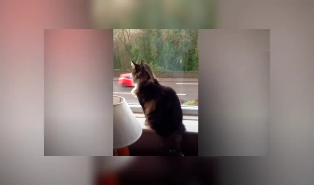 Desliza las imágenes para apreciar el amoroso comportamiento de un gato al notar la presencia de las personas. Foto: Caters Clips. Desliza las imágenes para apreciar el amoroso comportamiento de un gato al notar la presencia de las personas. Foto: Caters Clips.