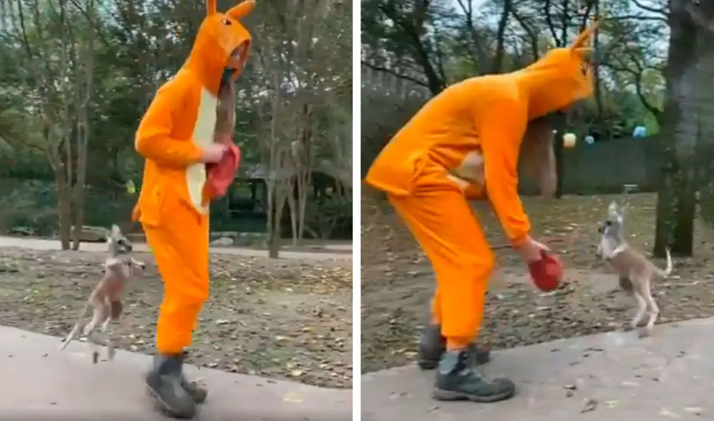 Desliza las imágenes para descubrir la ingeniosa idea de una joven para que un pequeño canguro logre saltar. Foto: captura de TikTok