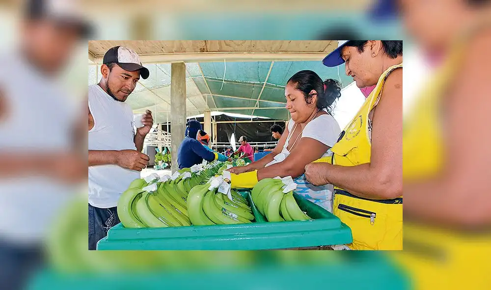 Exportan más de un millón de cajas de banano al año 