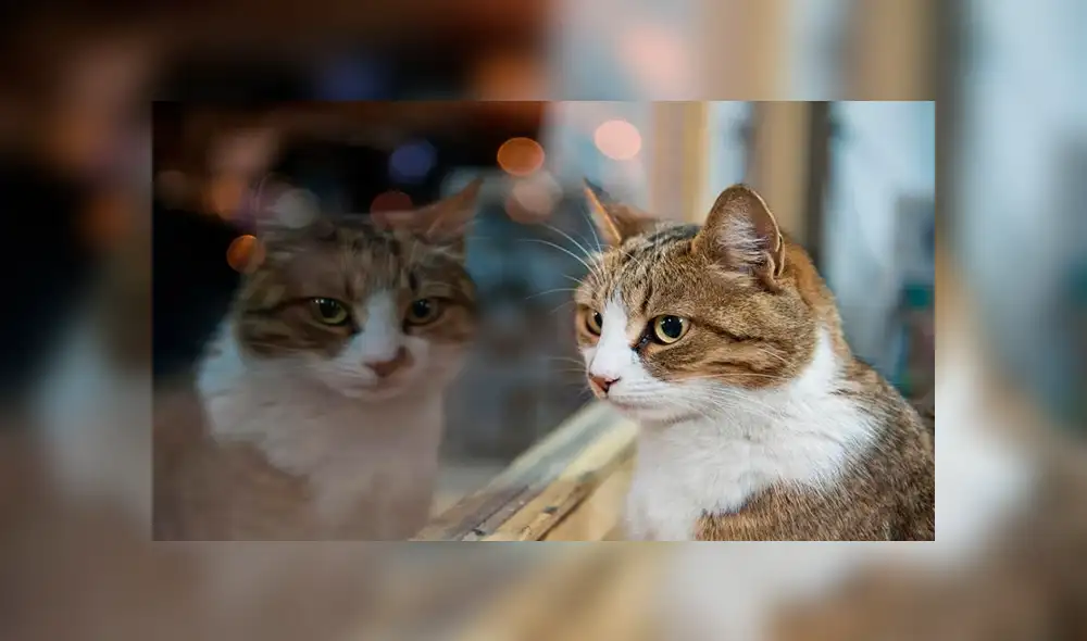 Facebook viral: gato se escapó de casa y su dueño lo encontró en el lugar menos pensado [FOTOS]