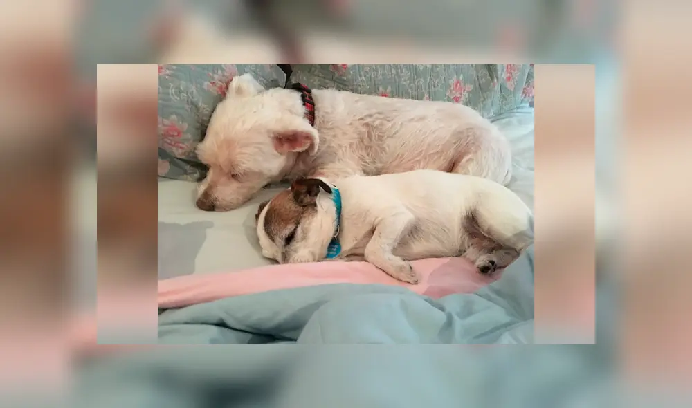 Desliza las imágenes hacia la izquierda para apreciar la tierna acción de un perro al no separarse de su plato. Foto: Animales Queridos.