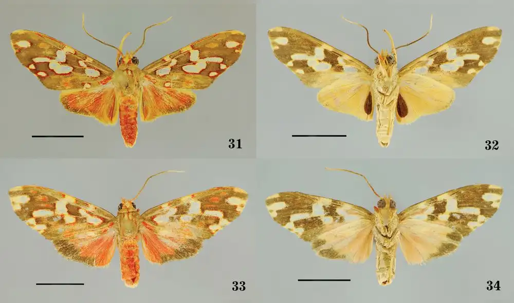 Polillas: Ponle tu nombre a una nueva especie [VIDEO]