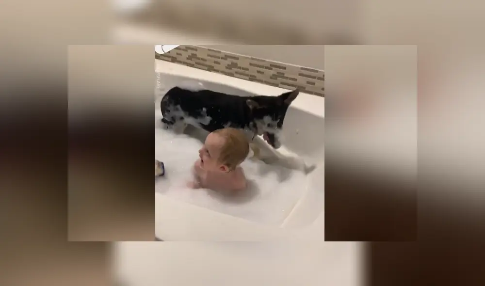 A través de Facebook se hizo viral el curioso comportamiento de un perro al ver a su dueño en un bañera. A través de Facebook se hizo viral el curioso comportamiento de un perro al ver a su dueño en un bañera.