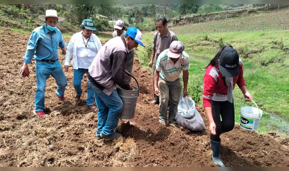 Siembra de maíz morado en José Gálvez en Celendín Cajamarca