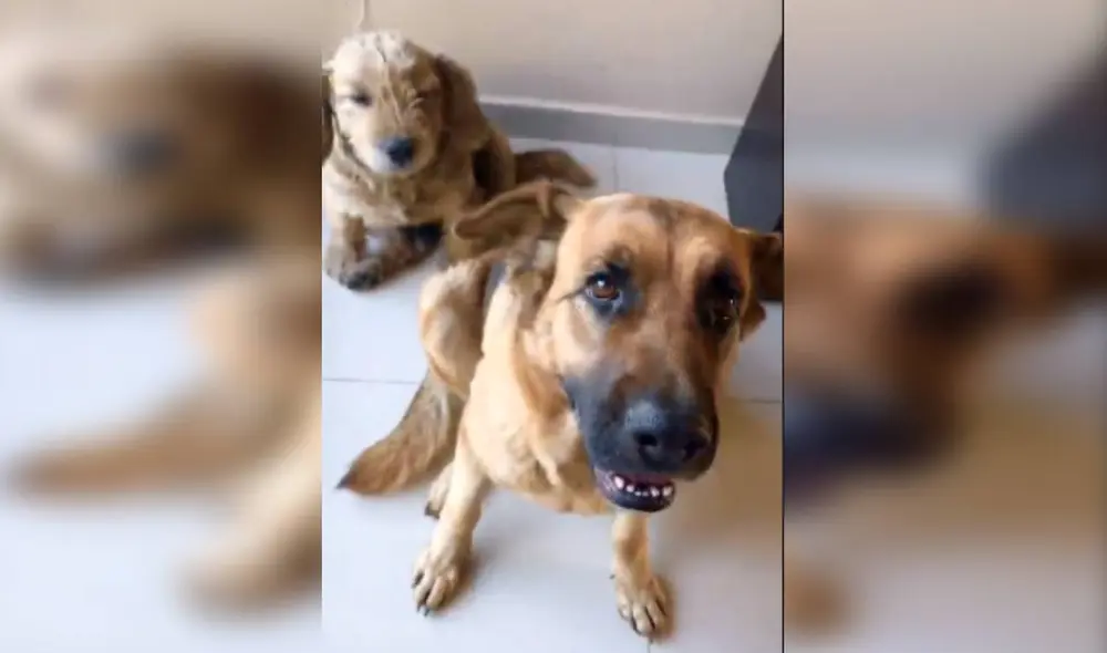 Desliza las imágenes para ver más detalles sobre este 'valiente' perro que corrió a defender a su pequeño amigo. (Foto: captura / TikTok / @leslyeojeda)