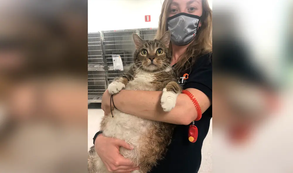 Facebook - gato Facebook - gato