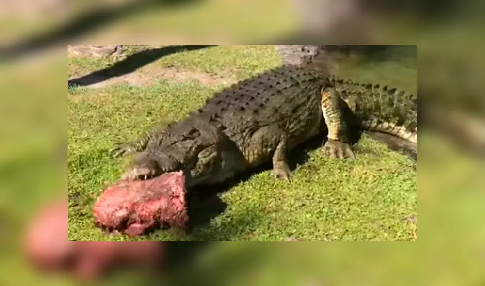 Jóvenes arrojan enormes trozos de carnes a piscina invadida de cocodrilos y sucede lo peor. Jóvenes arrojan enormes trozos de carnes a piscina invadida de cocodrilos y sucede lo peor.