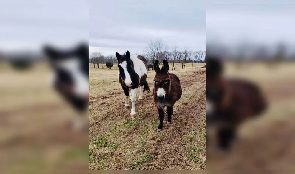 Desliza para conocer a Violeta, la burra que ayuda a animales ciegos. Foto: Facebook. Desliza para conocer a Violeta, la burra que ayuda a animales ciegos. Foto: Facebook.