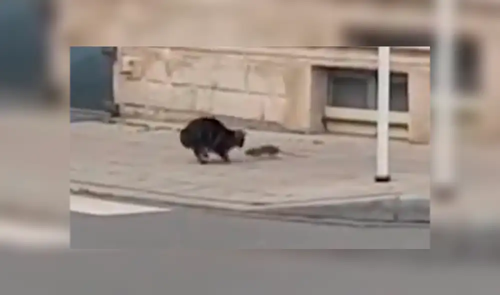 Facebook Viral: Gato atacó a una rata karateka y tuvo terrible final