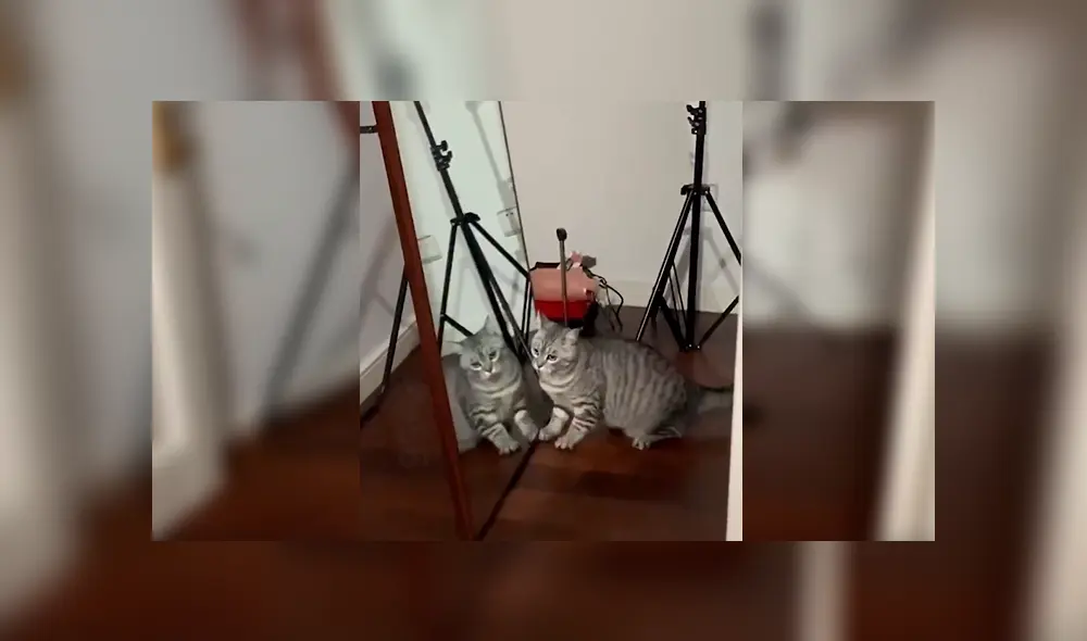 En Facebook, un joven grabó el preciso momento que su gato mira su reflejo en el espejo y tiene inesperada reacción. En Facebook, un joven grabó el preciso momento que su gato mira su reflejo en el espejo y tiene inesperada reacción.