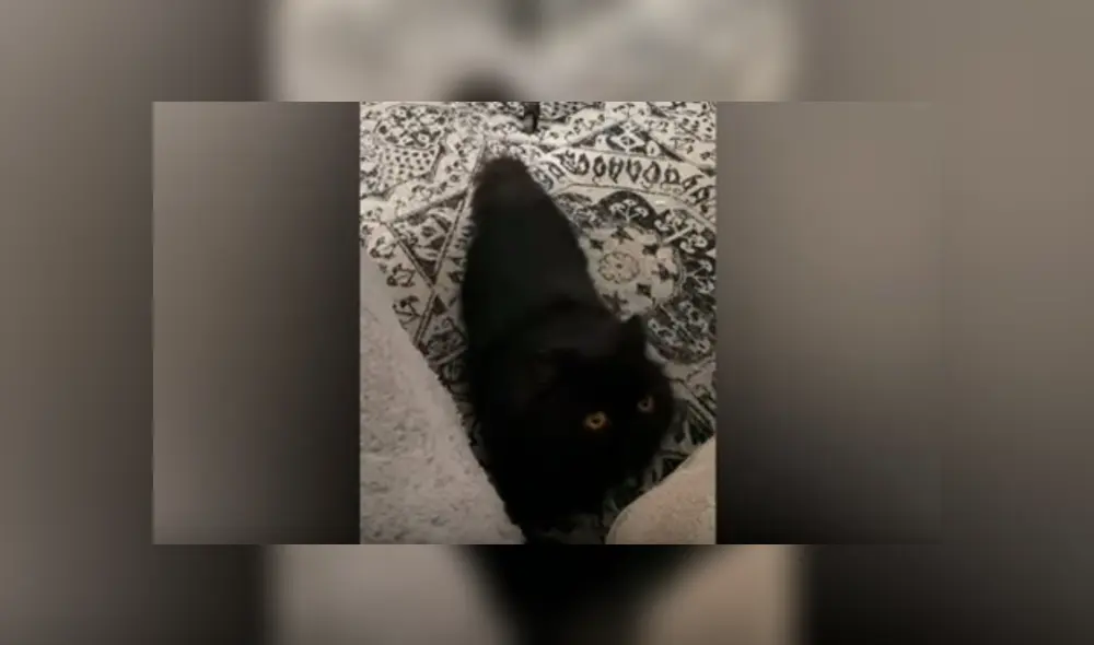 En YouTube, un gato tiene una curiosa forma de captar la atención de su cuidadora debido a un leve síndrome. En YouTube, un gato tiene una curiosa forma de captar la atención de su cuidadora debido a un leve síndrome.