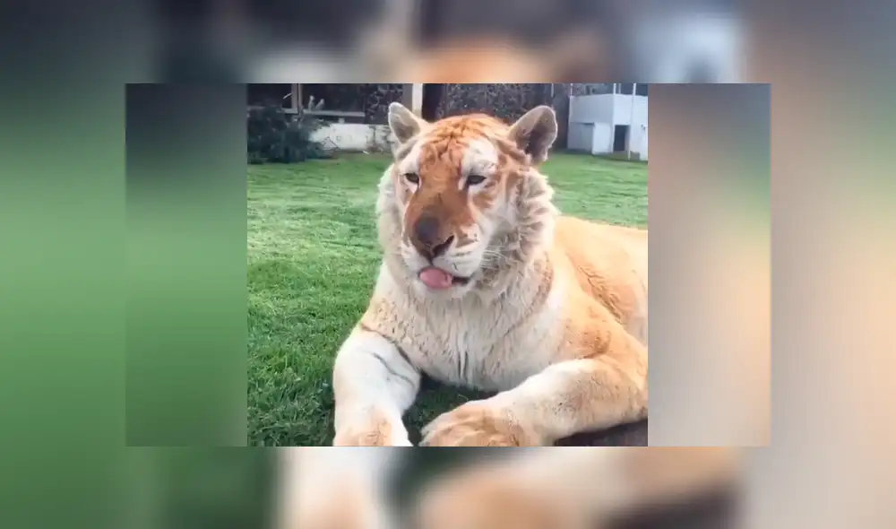 Un video viral de YouTube registró el encuentro de un hombre con un feroz tigre. Un video viral de YouTube registró el encuentro de un hombre con un feroz tigre.