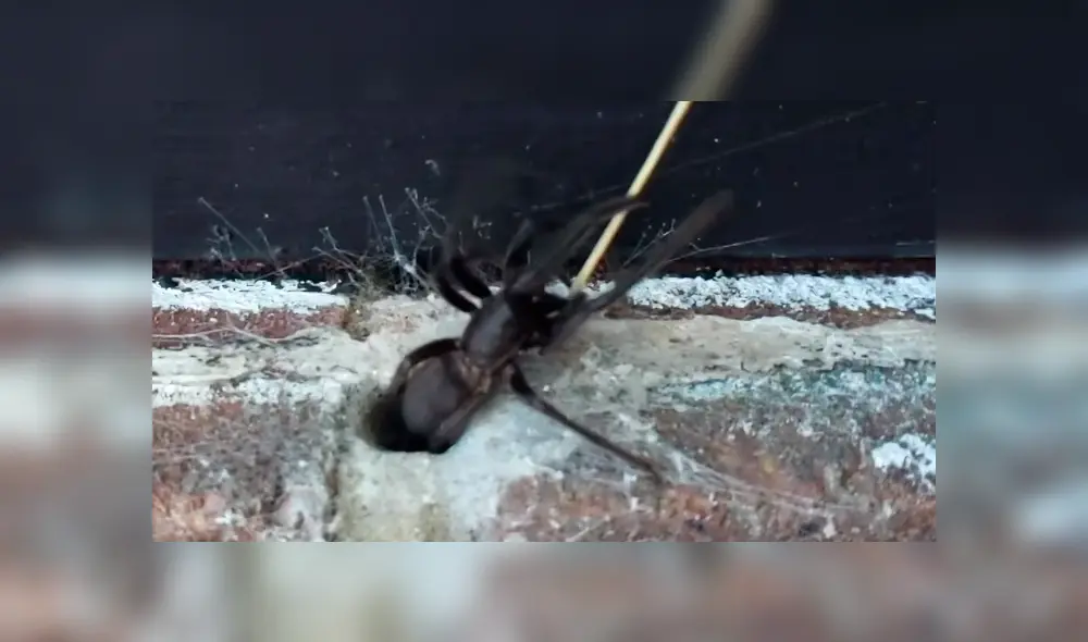 Un joven compartió un video que muestra la terrorífica criatura que surgió de un agujero, luego que fuera provocada con un palillo. Un joven compartió un video que muestra la terrorífica criatura que surgió de un agujero, luego que fuera provocada con un palillo.